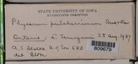 Image Associated With the Occurence